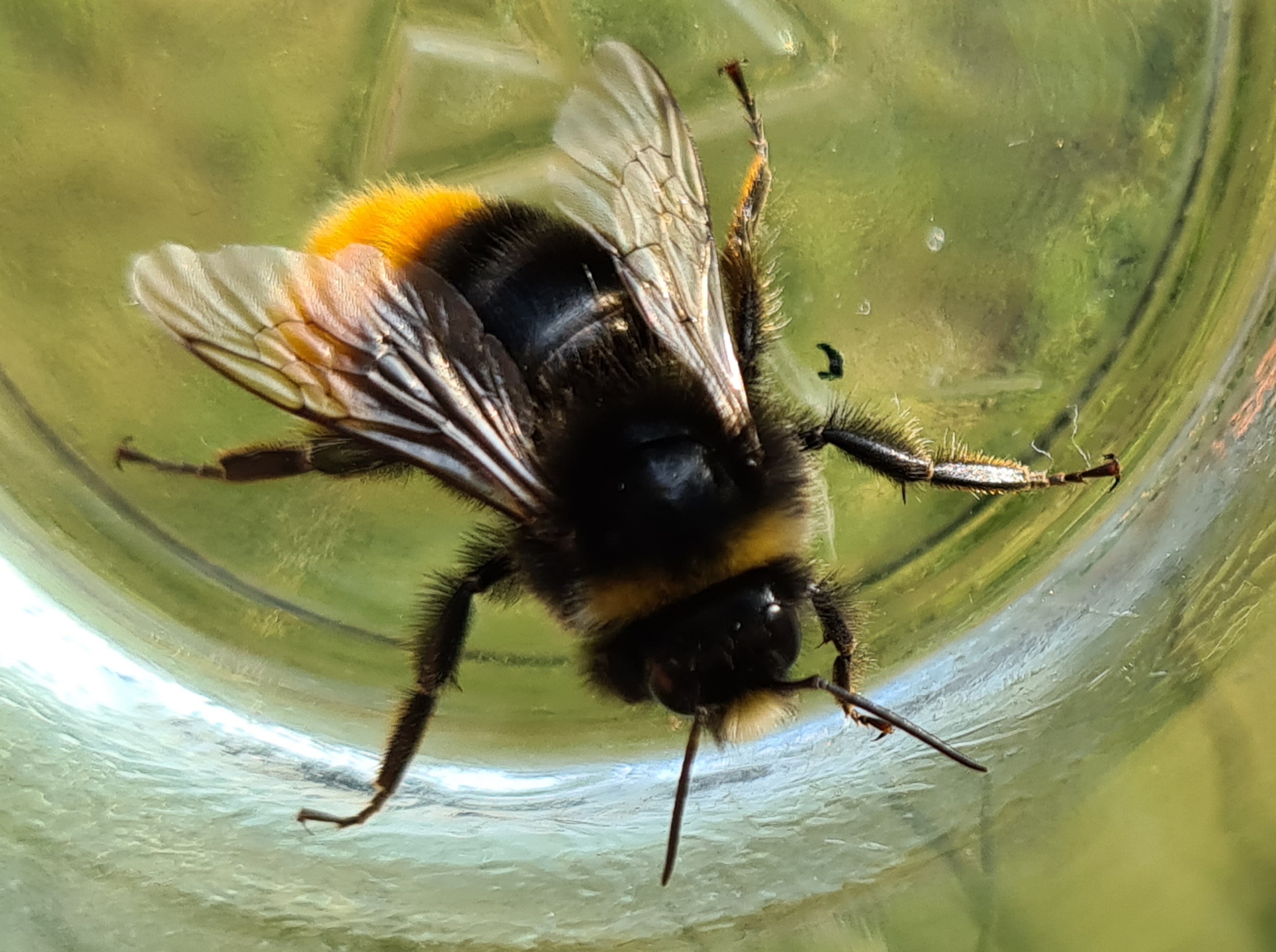 Čmeláci PLUS - Čmelák skalní (Bombus lapidarius) - samec (male) - Ondřej Hercog 2021 07 27