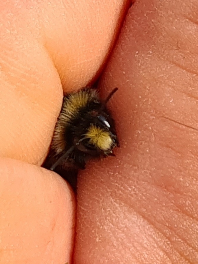 Čmeláci PLUS - Čmelák skalní (Bombus lapidarius) - samec (male) - Ondřej Hercog 2021 07 27