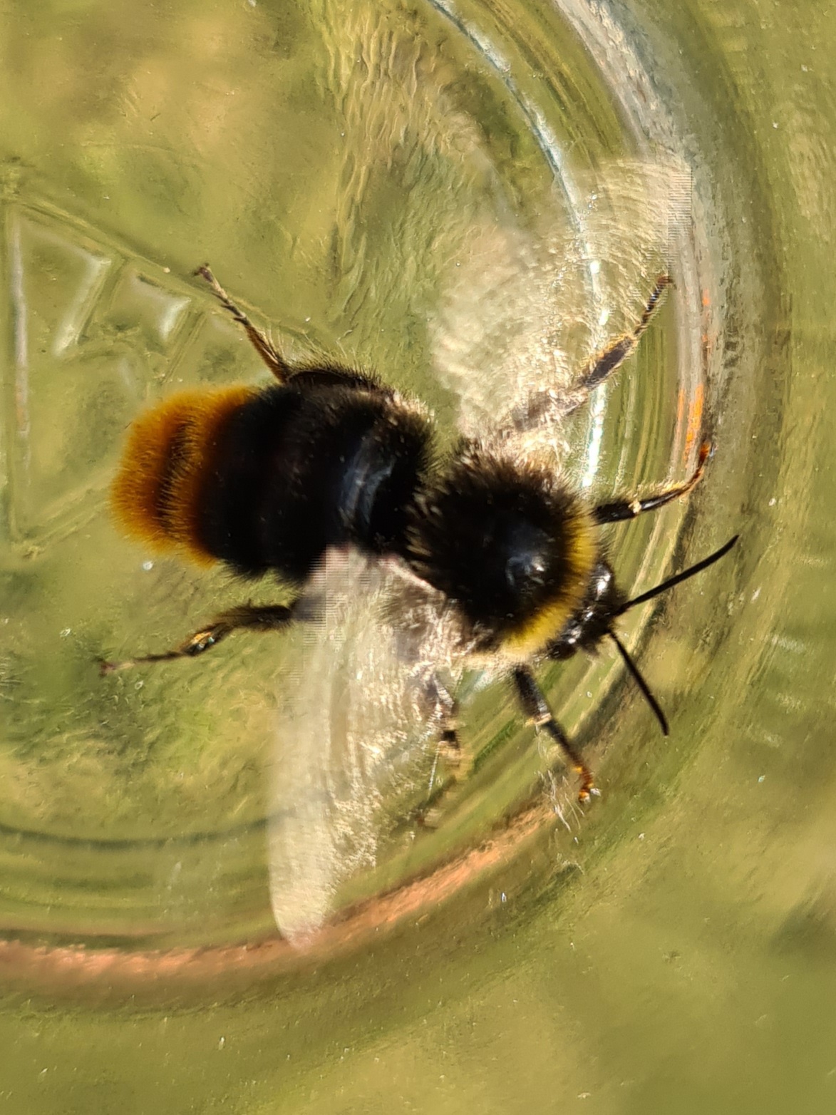 Čmeláci PLUS - Čmelák skalní (Bombus lapidarius) - samec (male) - Ondřej Hercog 2021 07 27