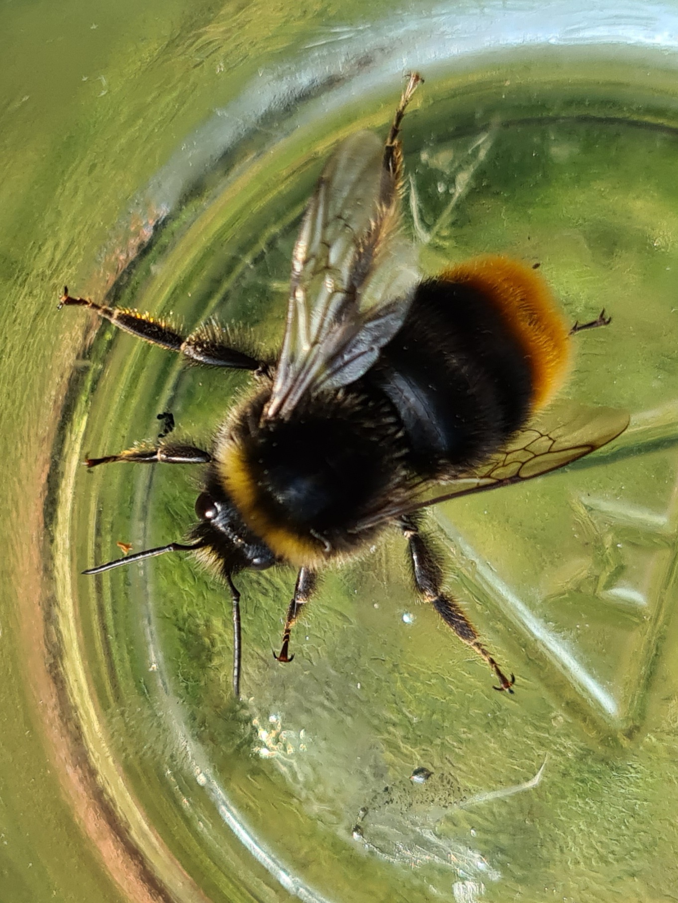 Čmeláci PLUS - Čmelák skalní (Bombus lapidarius) - samec (male) - Ondřej Hercog 2021 07 27