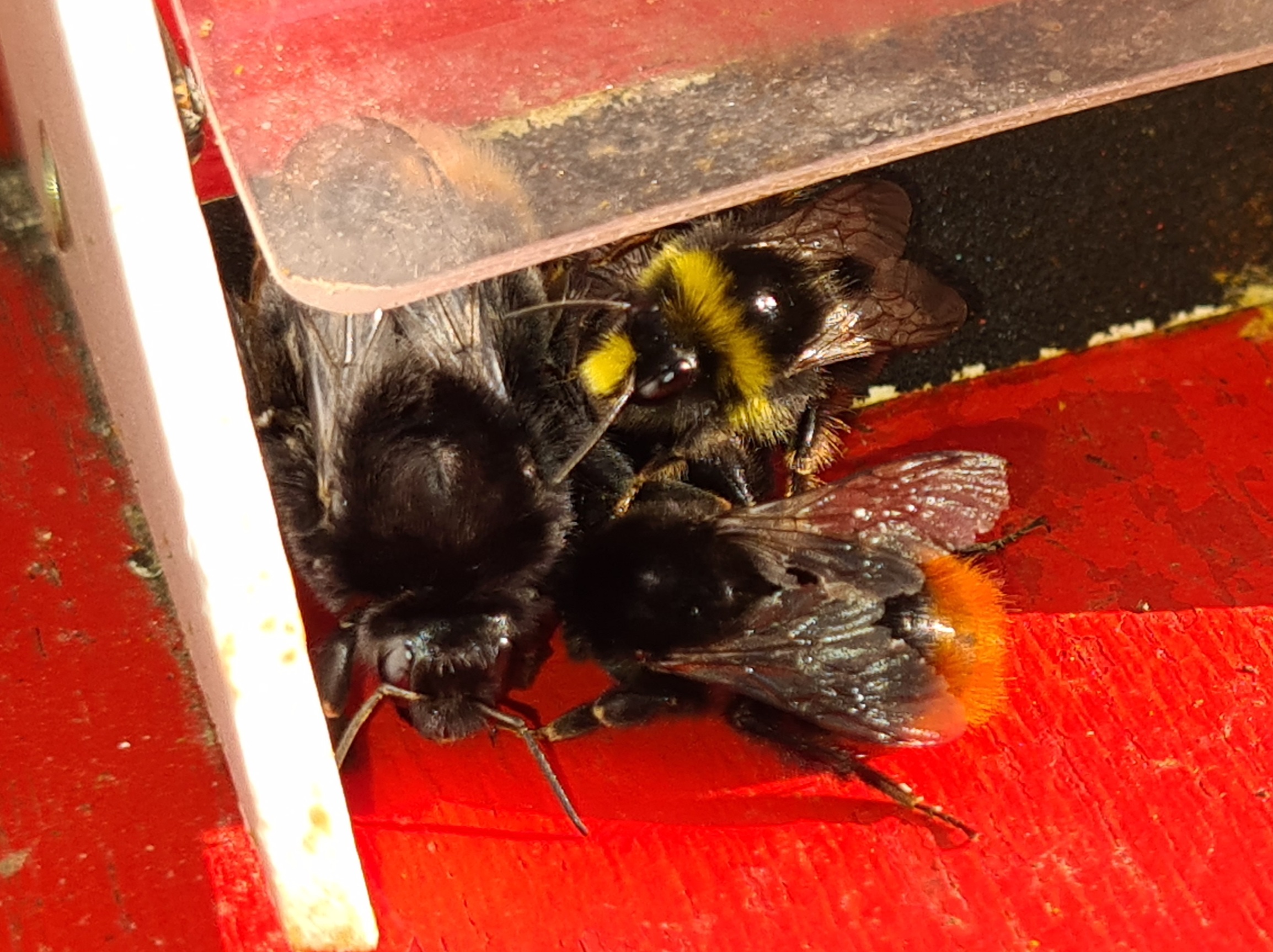 Čmeláci PLUS - Čmelák skalní (Bombus lapidarius) samec (male) a dělnice (workers) Ondřej Hercog 2021 07 22