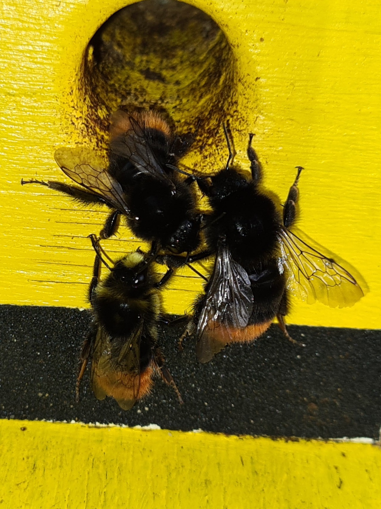 Čmeláci PLUS - Čmelák skalní (Bombus lapidarius) samec (male) a dělnice (workers) Ondřej Hercog 2021 07 22