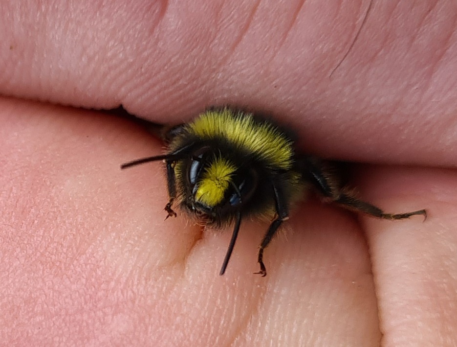 Čmeláci PLUS - Čmelák skalní (Bombus lapidarius) samec (male) - hlava - Ondřej Hercog 2021 07 23