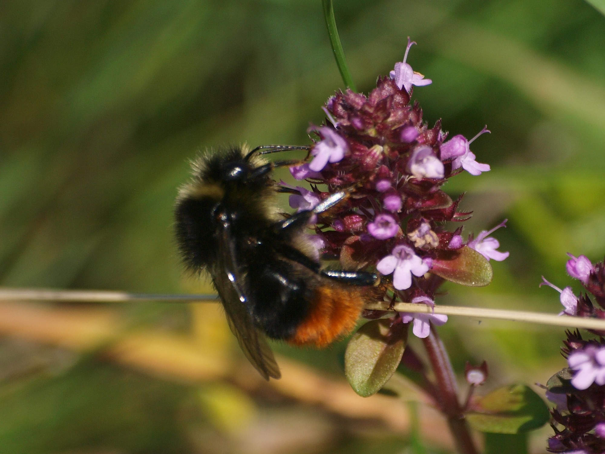 Čmeláci PLUS - Čmelák skalní - Bombus lapidarius - samec - male - Ála Ungerová 2020.jpgČmeláci PLUS - Čmelák skalní - Bombus lapidarius - samec - male - Ála Ungerová 2020.jpgČmeláci PLUS - Čmelák skalní (Bombus lapidarius) - samec (male) - Ála Ungerová 2020