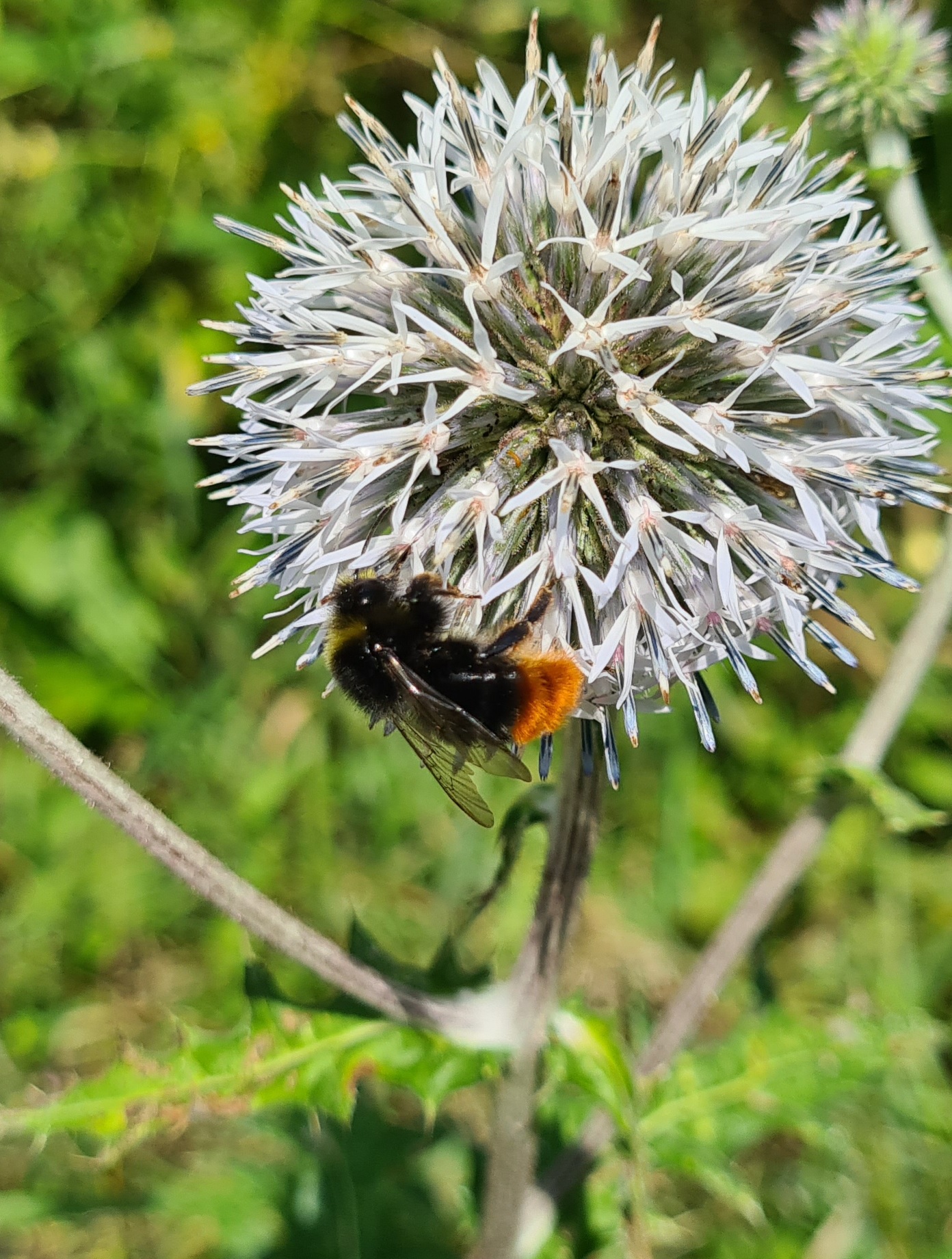 Čmeláci PLUS - Čmelák skalní (Bombus lapidarius) - samec na bělotrnu (male) - Ondřej Hercog 2021 07 25