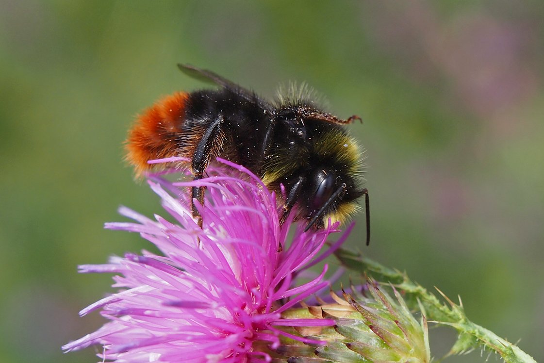 Čmeláci PLUS - Čmelák skalní (Bombus lapidarius) - samec na bodláku (male) - Hana Kříženecká