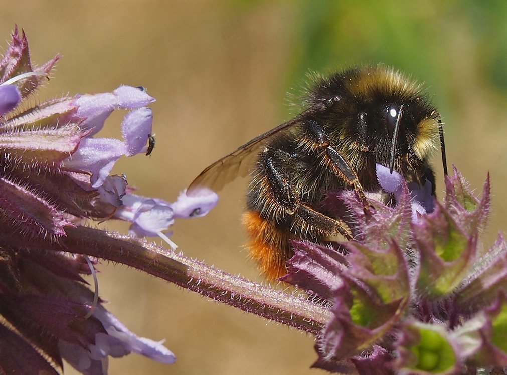 Čmeláci PLUS - Čmelák skalní (Bombus lapidarius) - samec na šalveji přeslenité (male) - Hana Kříženecká