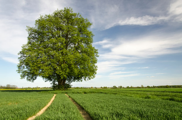 Čmeláci PLUS - Lípa malolistá (Tilia cordata) - iPrima