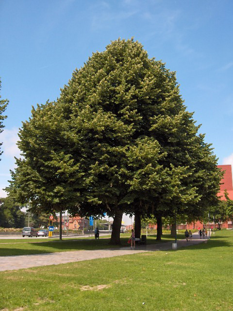 Čmeláci PLUS - Lípa stříbrná - Tilia tomentosa - Wikipedia