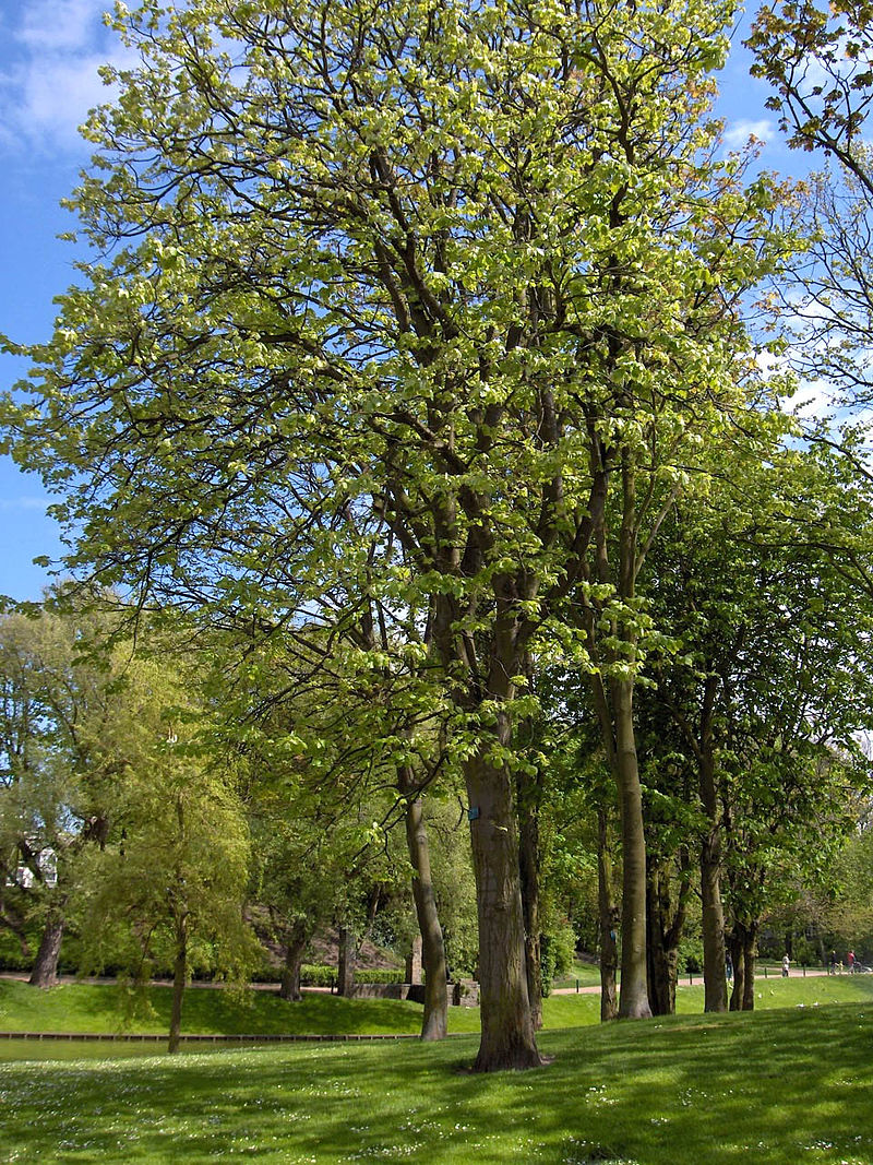 Čmeláci PLUS - Lípa velkolistá (Tilia platyphyllos) - Botany.CZ