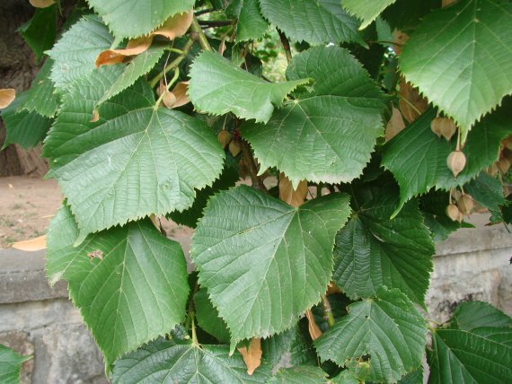 Čmeláci PLUS - Lípa velkolistá (Tilia platyphyllos) - Botany.CZ