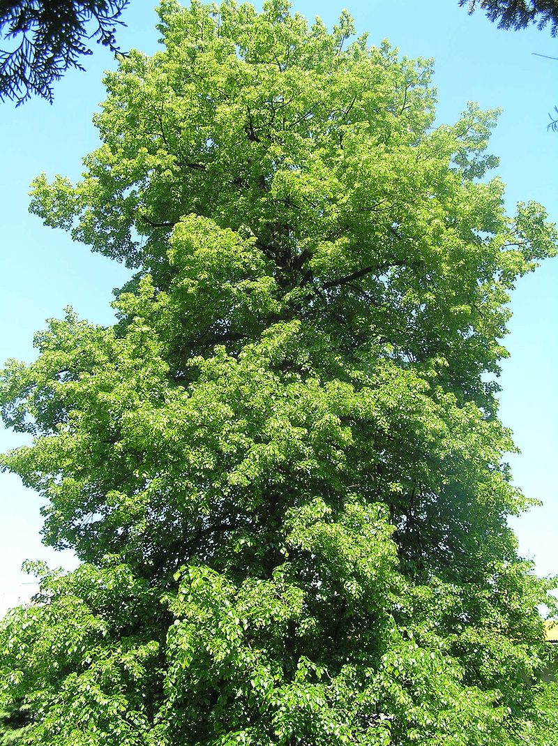 Čmeláci PLUS - Lípa zelená (Tilia euchlora) - Wikipedia