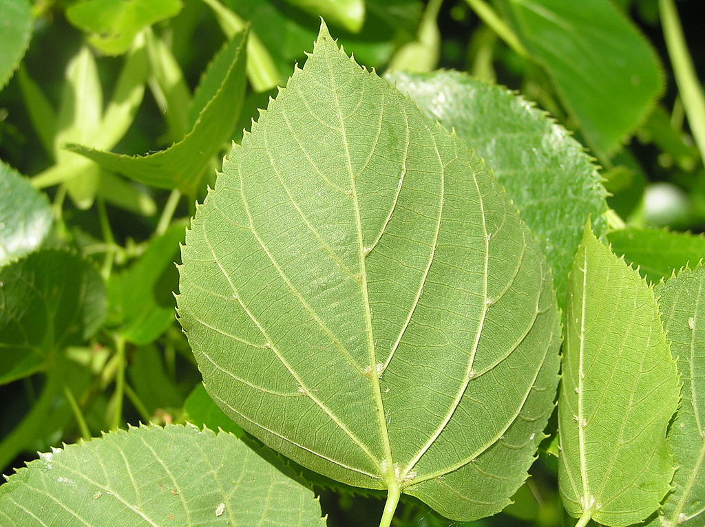 Čmeláci PLUS - Lípa zelená (Tilia euchlora) - Wikipedia