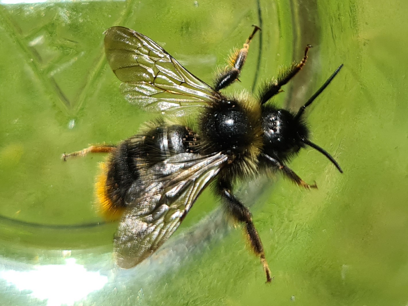 Čmeláci PLUS - Pačmelák cizopasný (Bombus rupestris) samec (male) - 2021 07 17