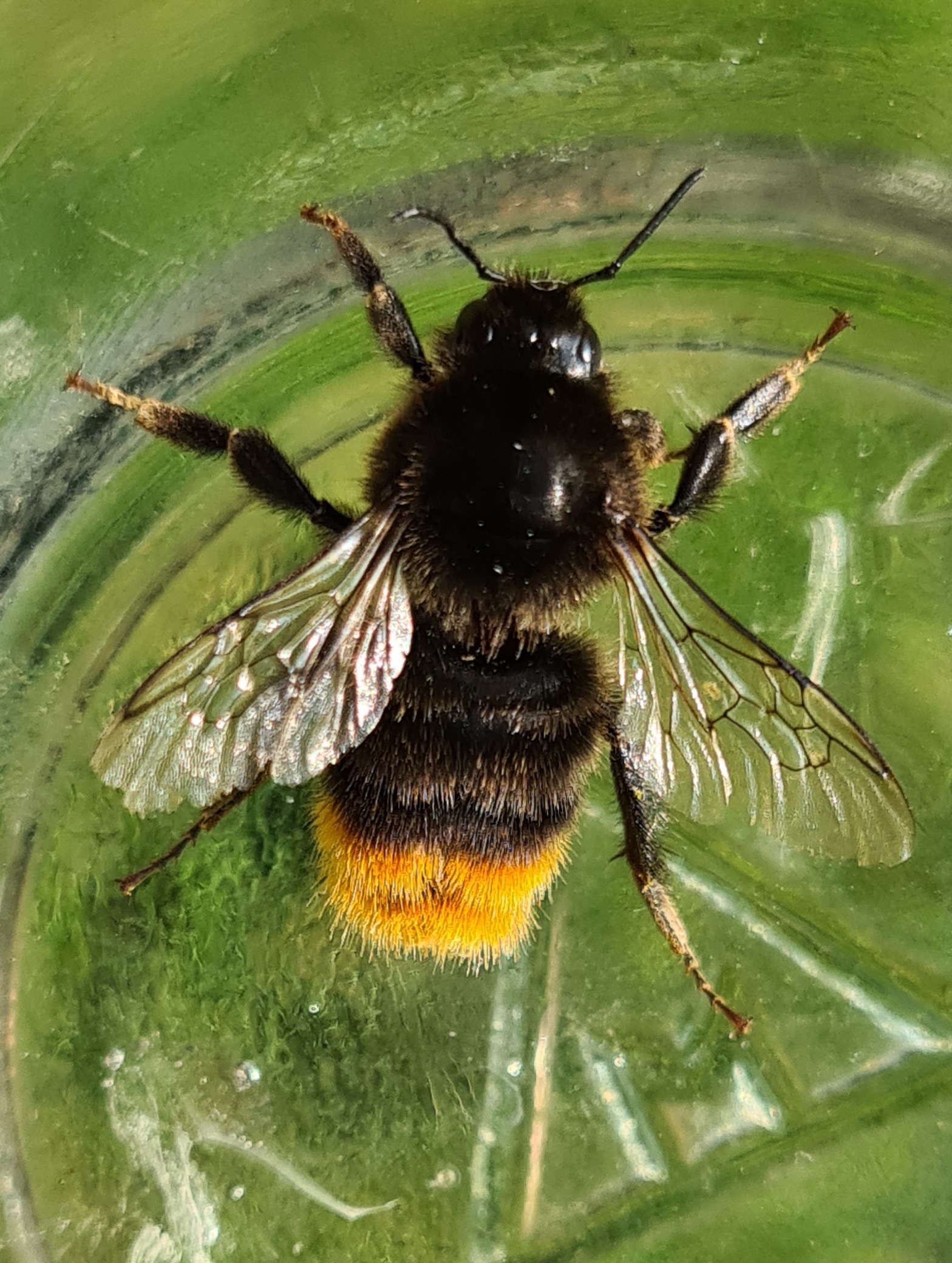 Čmeláci PLUS - Čmelák skalní (Bombus lapidarius) dělnice (worker) - Ondrej Hercog 23/7/2021