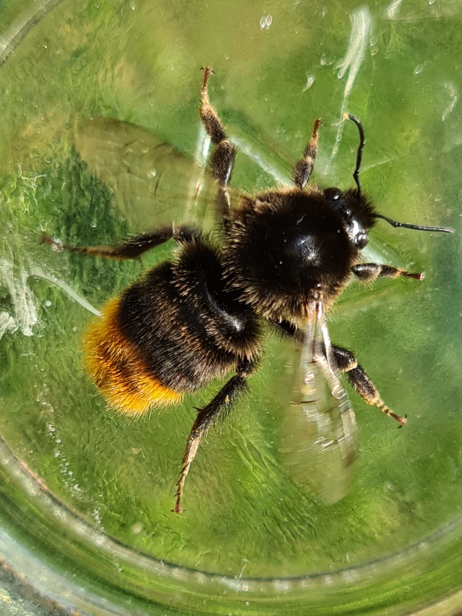 Čmeláci PLUS - Čmelák skalní (Bombus lapidarius) dělnice (worker) - Ondrej Hercog 23/7/2021