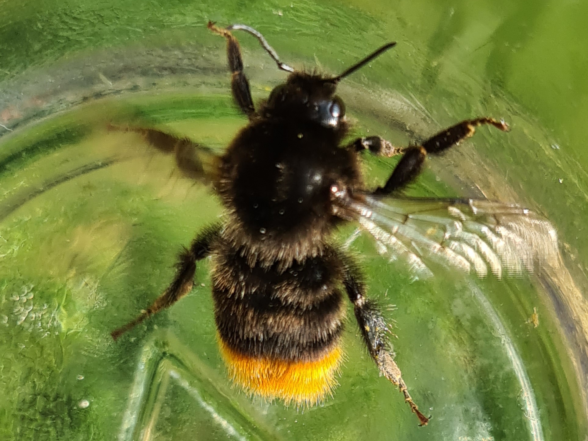 Čmeláci PLUS - Čmelák skalní (Bombus lapidarius) dělnice (worker) - Ondrej Hercog 23/7/2021