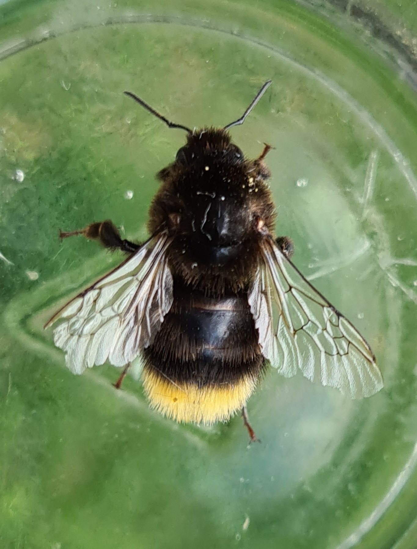 Čmeláci PLUS - Čmelák skalní (Bombus lapidarius) dělnice (worker) - Ondrej Hercog 23/7/2021