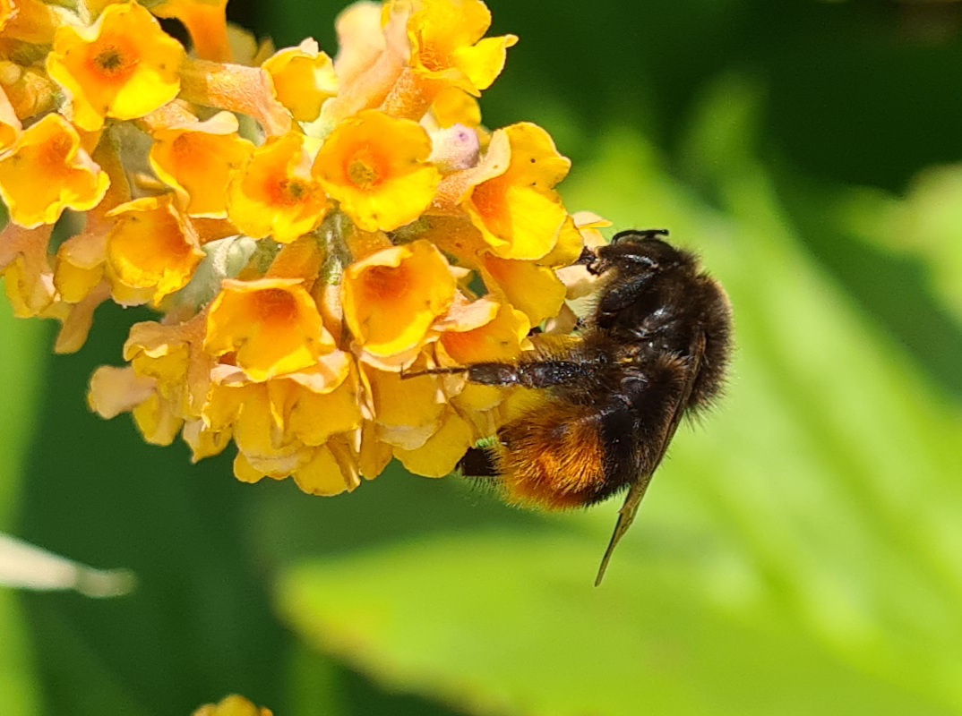 Čmeláci PLUS - Čmelák skalní (Bombus lapidarius) dělnice (worker) na komuli - Ondrej Hercog 23/7/2021