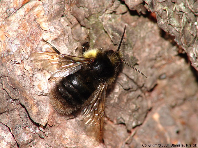 Čmeláci PLUS - Čmelák sorojký (Bombus soroensis) - samec (male) - Stanislav Krejčík 2004