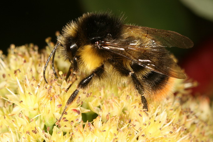 Čmeláci PLUS - Čmelák sorojký (Bombus soroensis) - samec (male) - Stanislav Krejčík 2007