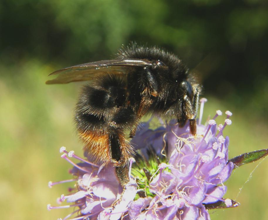 Čmeláci PLUS - Čmelák úhorový (Bombus ruderarius) matka (queen) - BWars