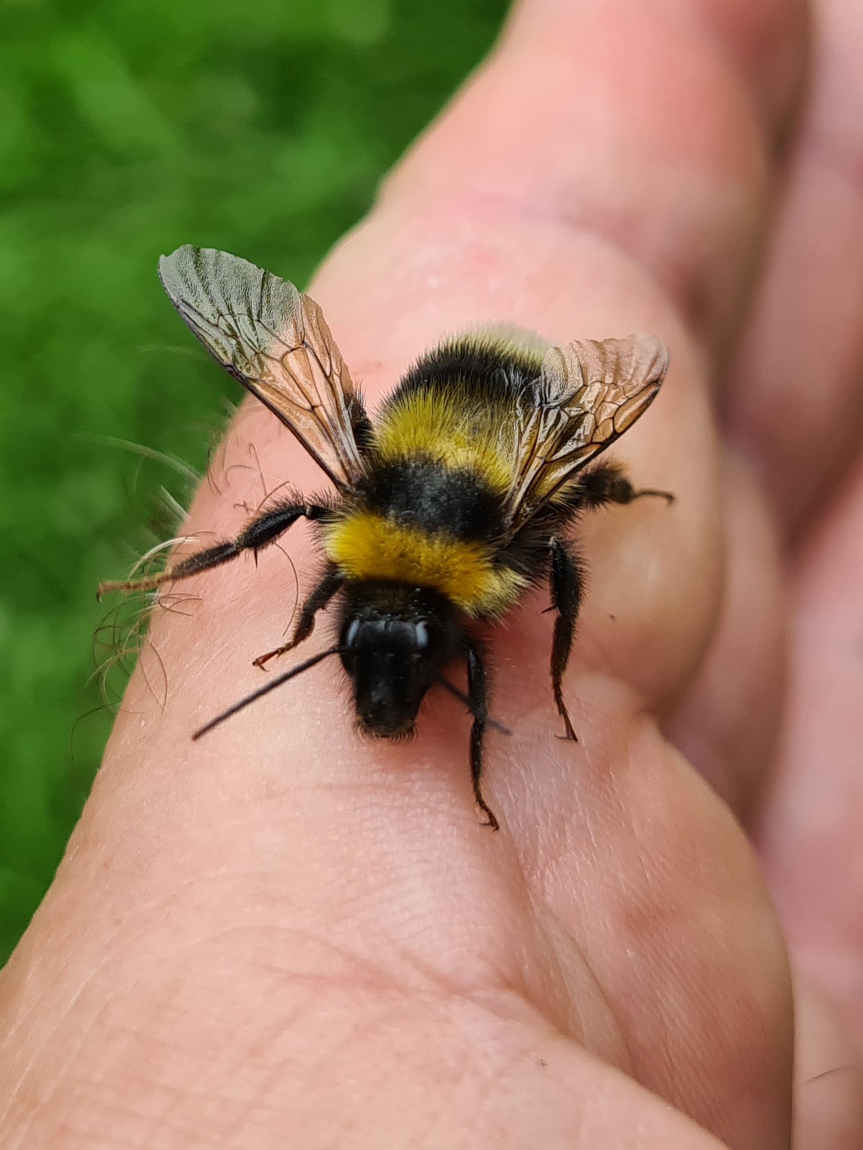 Čmeláci PLUS - Čmelák zahradní (Bombus Hortorum) samec - Ondřej Hercog