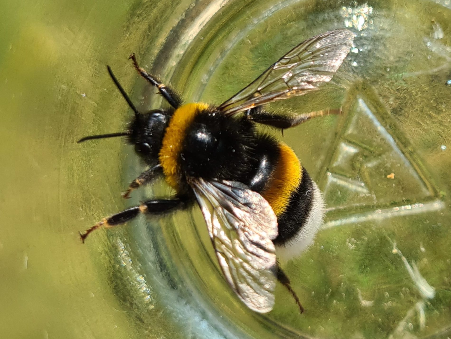 Čmeláci PLUS - Čmelák zemní (Bombus terrestris) - samec (male) - Ondřej Hercog 2021 07 24