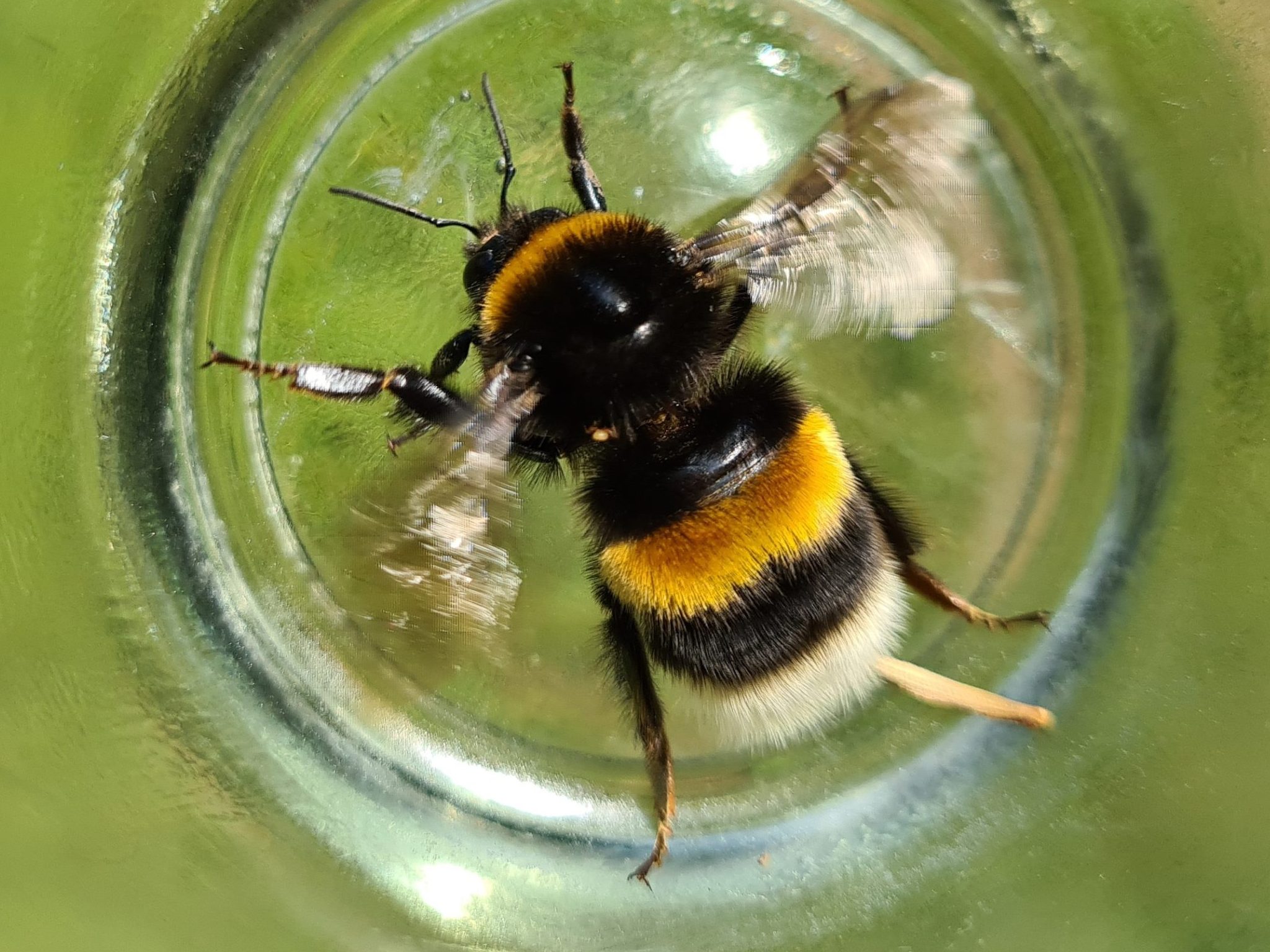 Čmeláci PLUS - Čmelák zemní (Bombus terrestris) - matka (queen) - Ondřej Hercog 2021 06 27