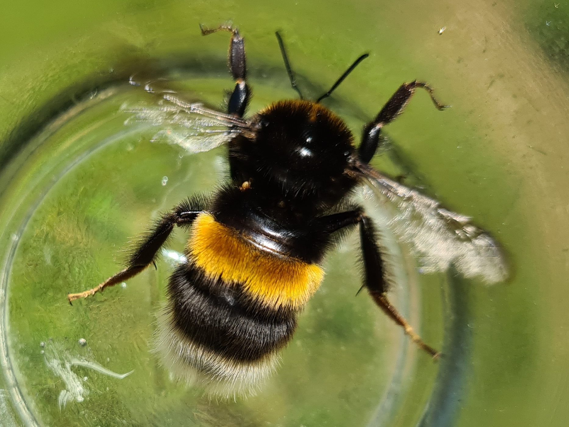 Čmeláci PLUS - Čmelák zemní (Bombus terrestris) - matka (queen) - Ondřej Hercog 2021 06 27