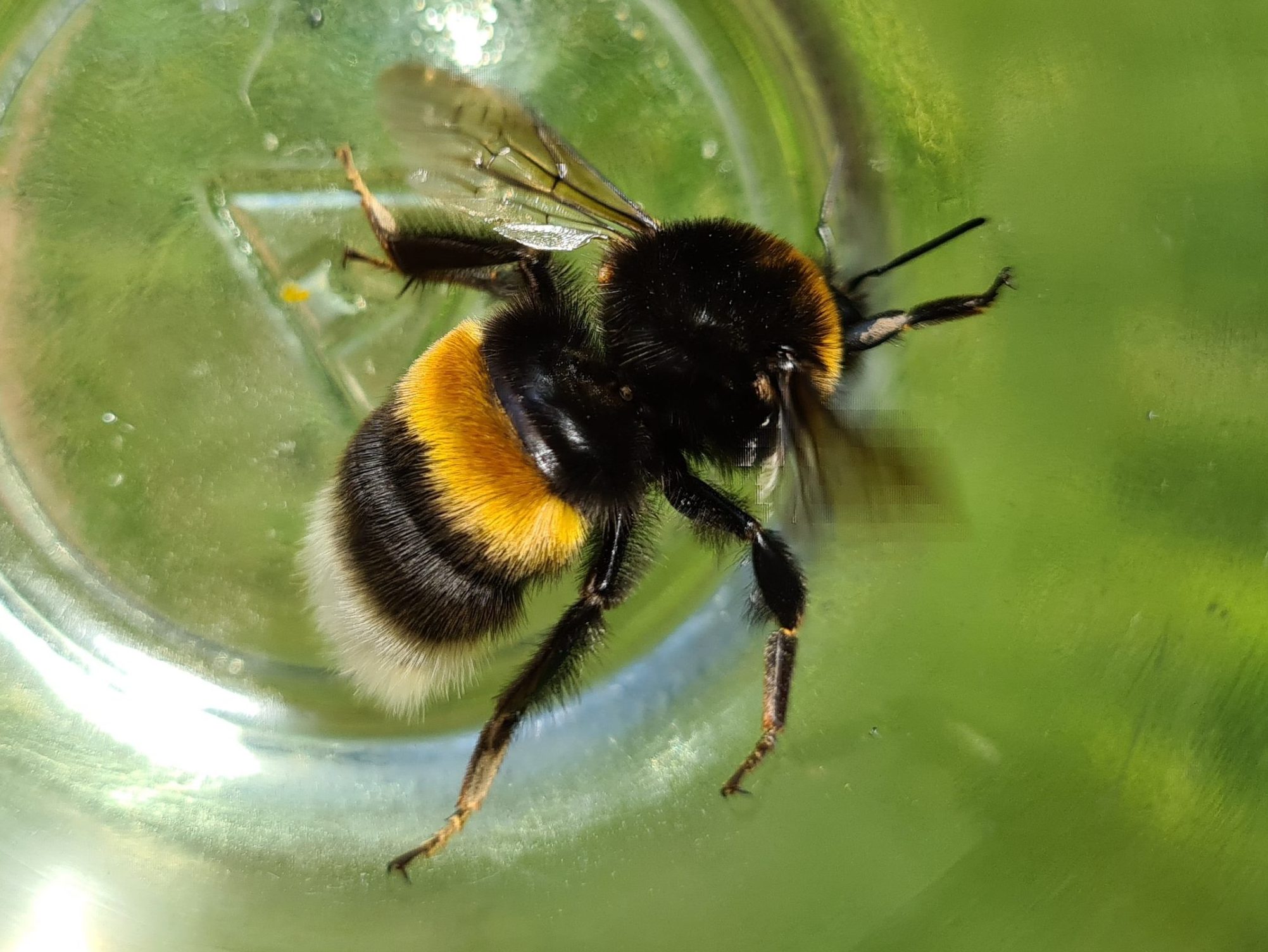 Čmeláci PLUS - Čmelák zemní (Bombus terrestris) - matka (queen) - Ondřej Hercog 2021 06 27