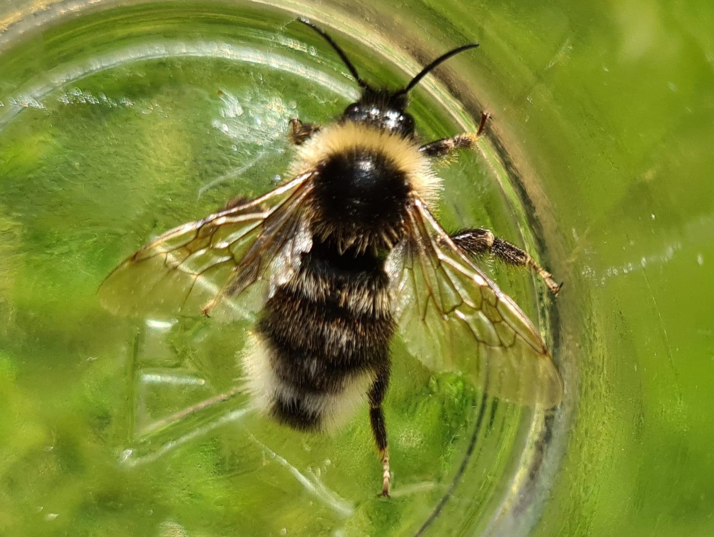 Čmeláci PLUS - Pačmelák český (Bombus bohemicus) - samec (male) - Ondřej Hercog - 2021 07 27