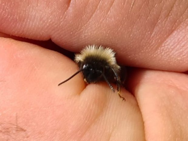 Čmeláci PLUS - Pačmelák český (Bombus bohemicus) - samec (male) - hlava - Ondřej Hercog - 2021 07 27