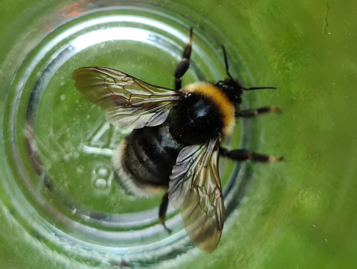 Čmeláci PLUS - Pačmelák český (Bombus bohemicus ) - samice (female) - Ondřej Hercog - 2021 06 05