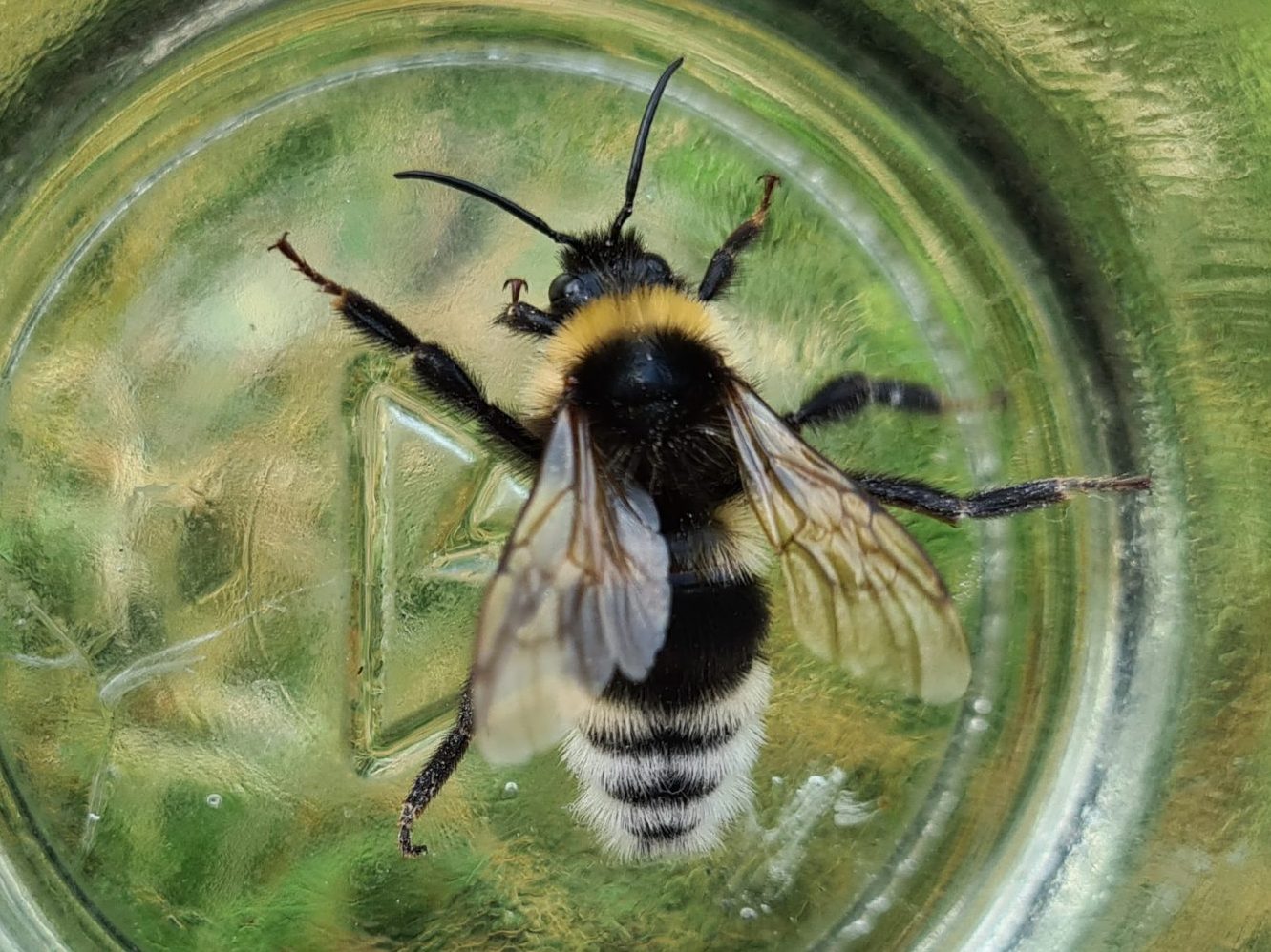 Čmeláci PLUS - Pačmelák český (Bombus bohemicus) - samec (hlava) - Ondřej Hercog - 2021 07 25