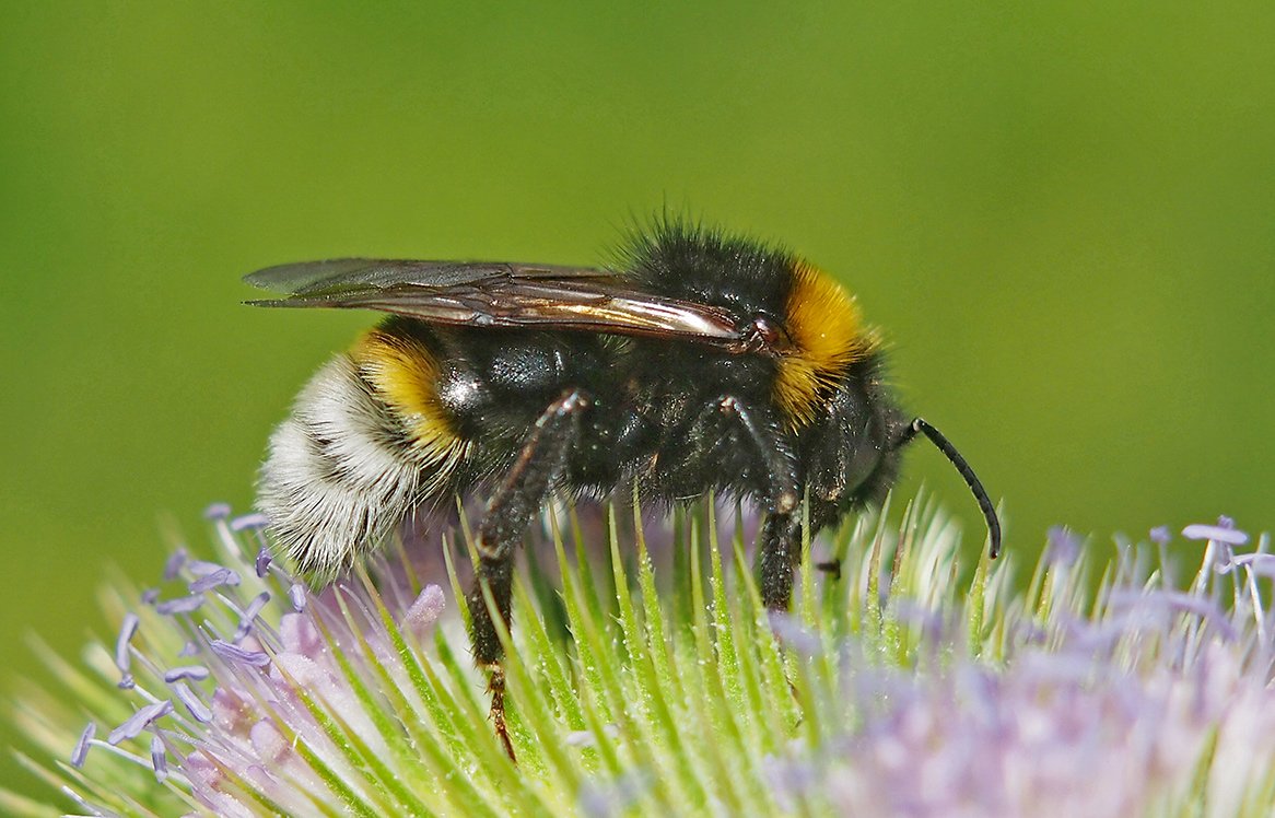 Čmeláci PLUS - Pačmelák panenský (Bombus vestalis) - samec (male) - Hana Kříženecká