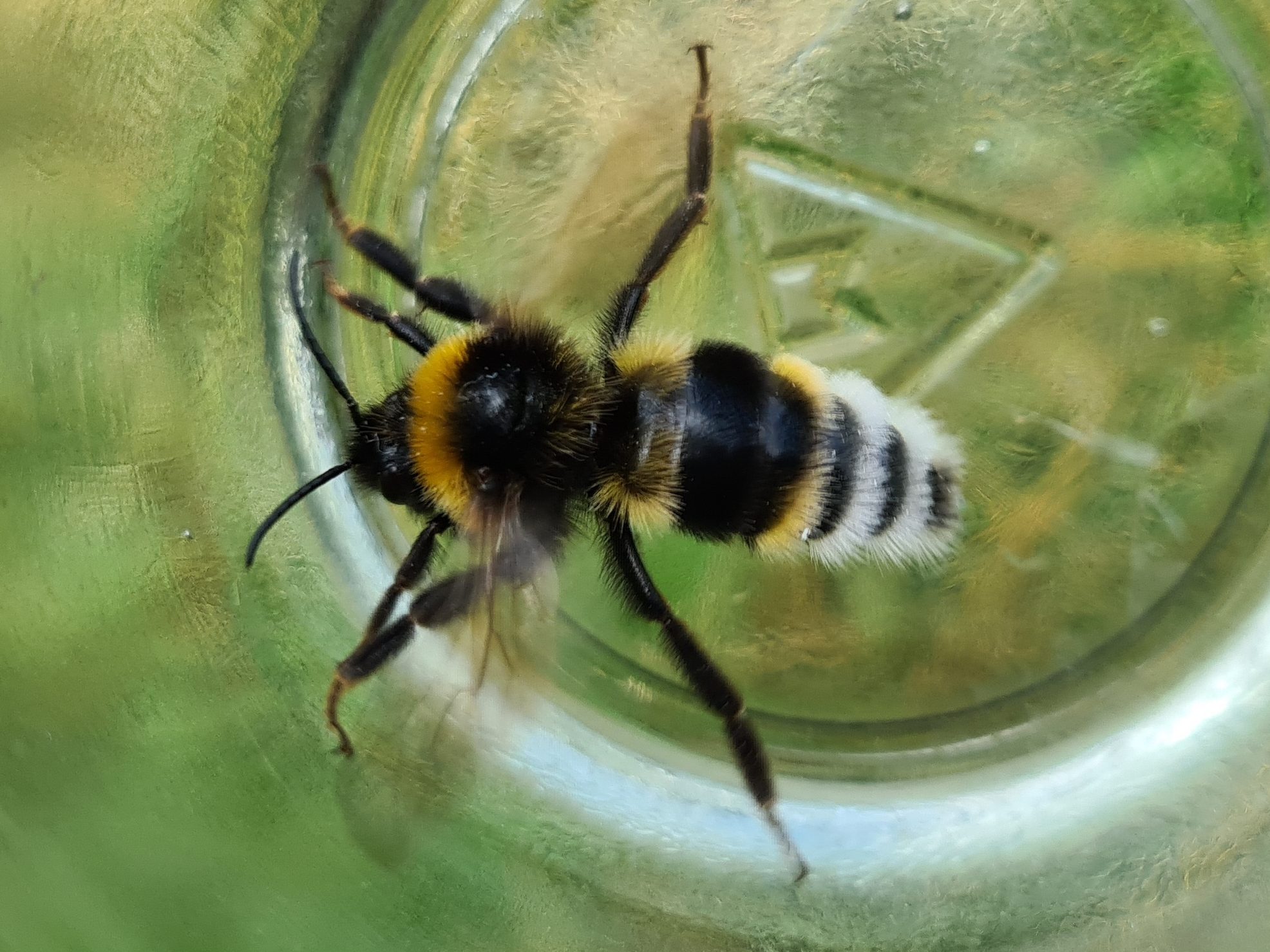 Čmeláci PLUS - Pačmelák panenský (Bombus vestalis) - samec (male) - Ondřej Hercog - 2021 07 25