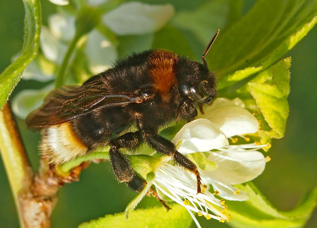 Čmeláci PLUS - Pačmelák panenský (Bombus vestalis) - samice (female) - Hana Kříženecká