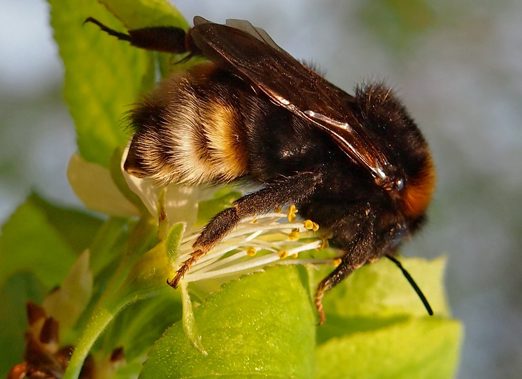 Čmeláci PLUS - Pačmelák panenský (Bombus vestalis) - samice (female) - Hana Kříženecká