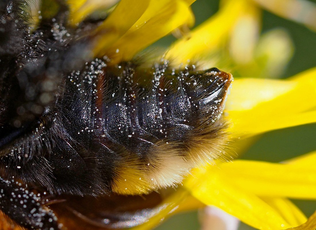 Čmeláci PLUS - Pačmelák panenský (Bombus vestalis) - samice (female) - zadeček spodní strana - Hana Kříženecká