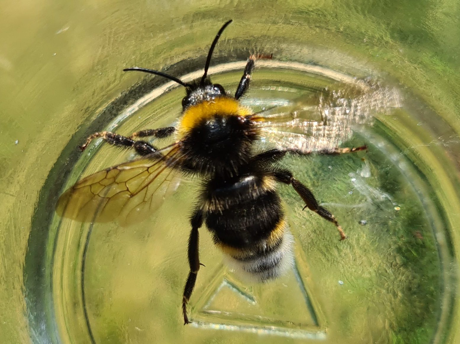 Čmeláci PLUS - Pačmelák panenský (Bombus vestalis) - samec (male) - Ondřej Hercog 2021 07 24