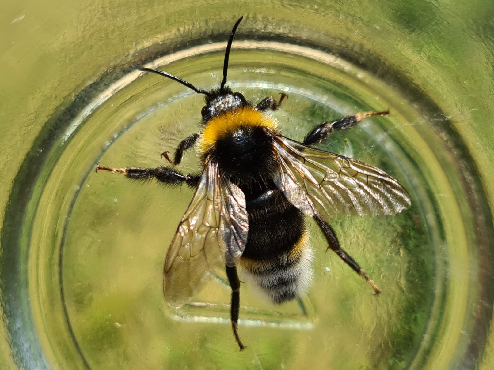 Čmeláci PLUS - Pačmelák panenský (Bombus vestalis) - samec (male) - Ondřej Hercog 2021 07 24