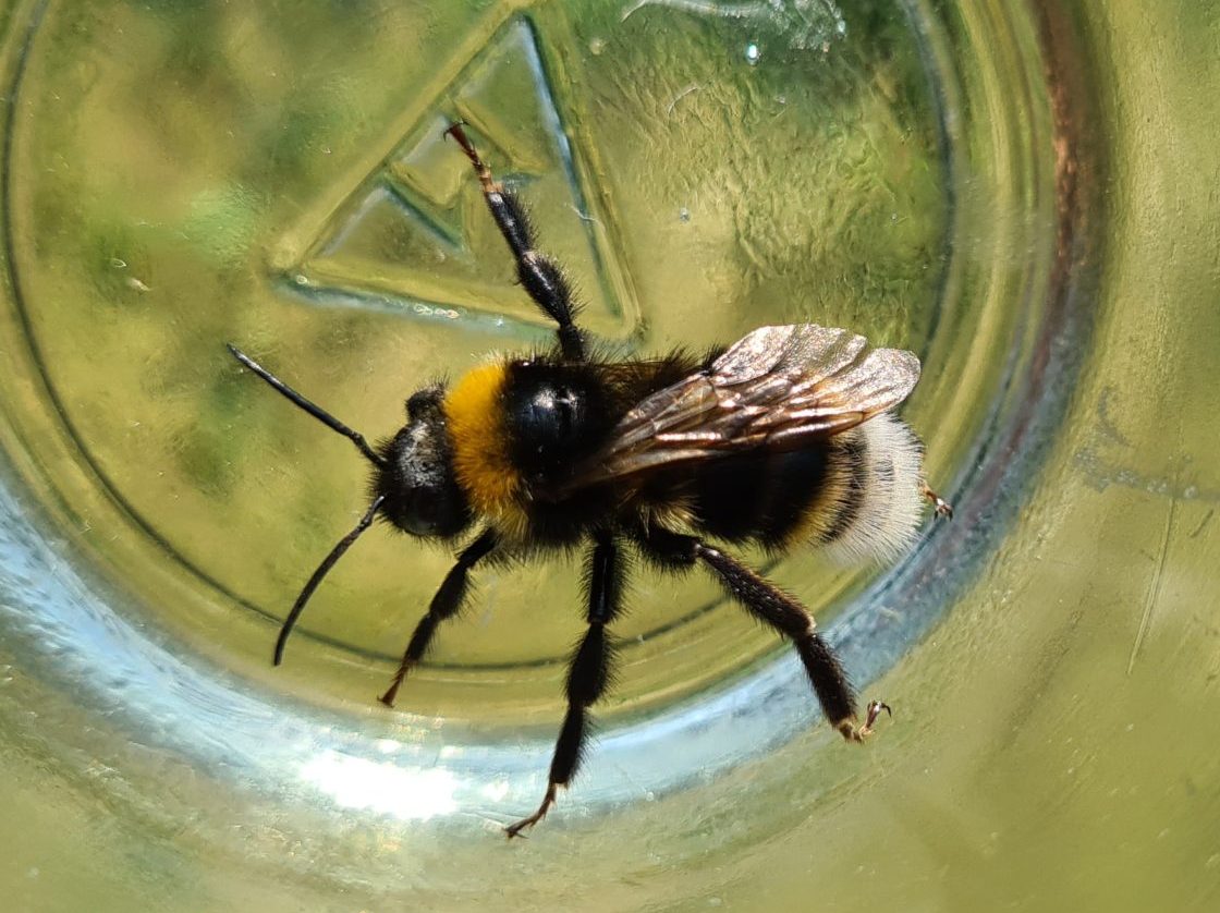 Čmeláci PLUS - Pačmelák panenský (Bombus vestalis) - samec (male) - Ondřej Hercog 2021 07 24