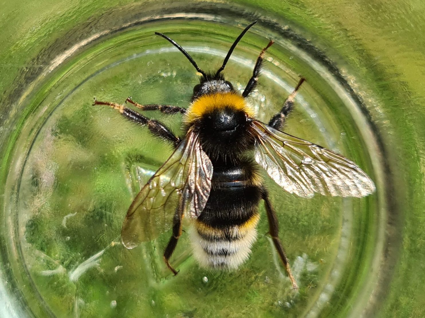 Čmeláci PLUS - Pačmelák panenský (Bombus vestalis) - samec (male) - Ondřej Hercog 2021 07 24