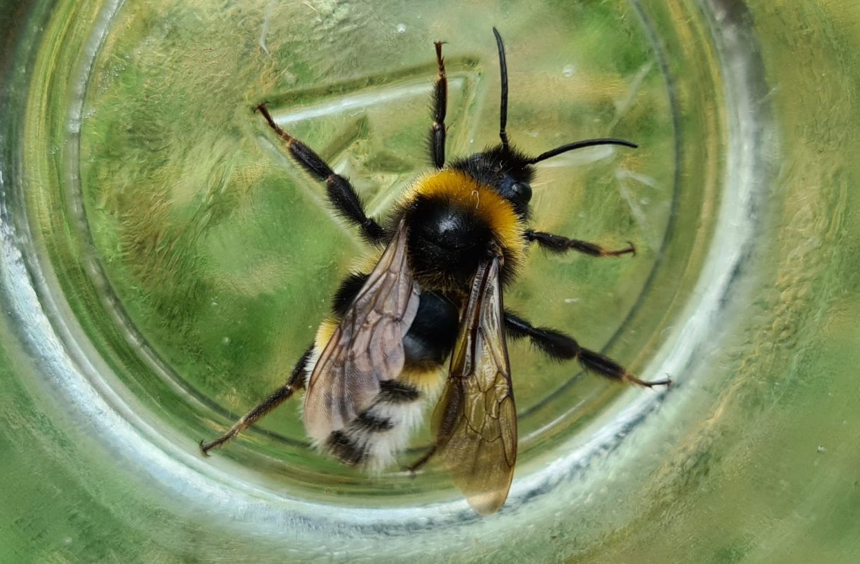 Čmeláci PLUS - Pačmelák panenský (Bombus vestalis) - samec (male) - Ondřej Hercog 2021 07 25