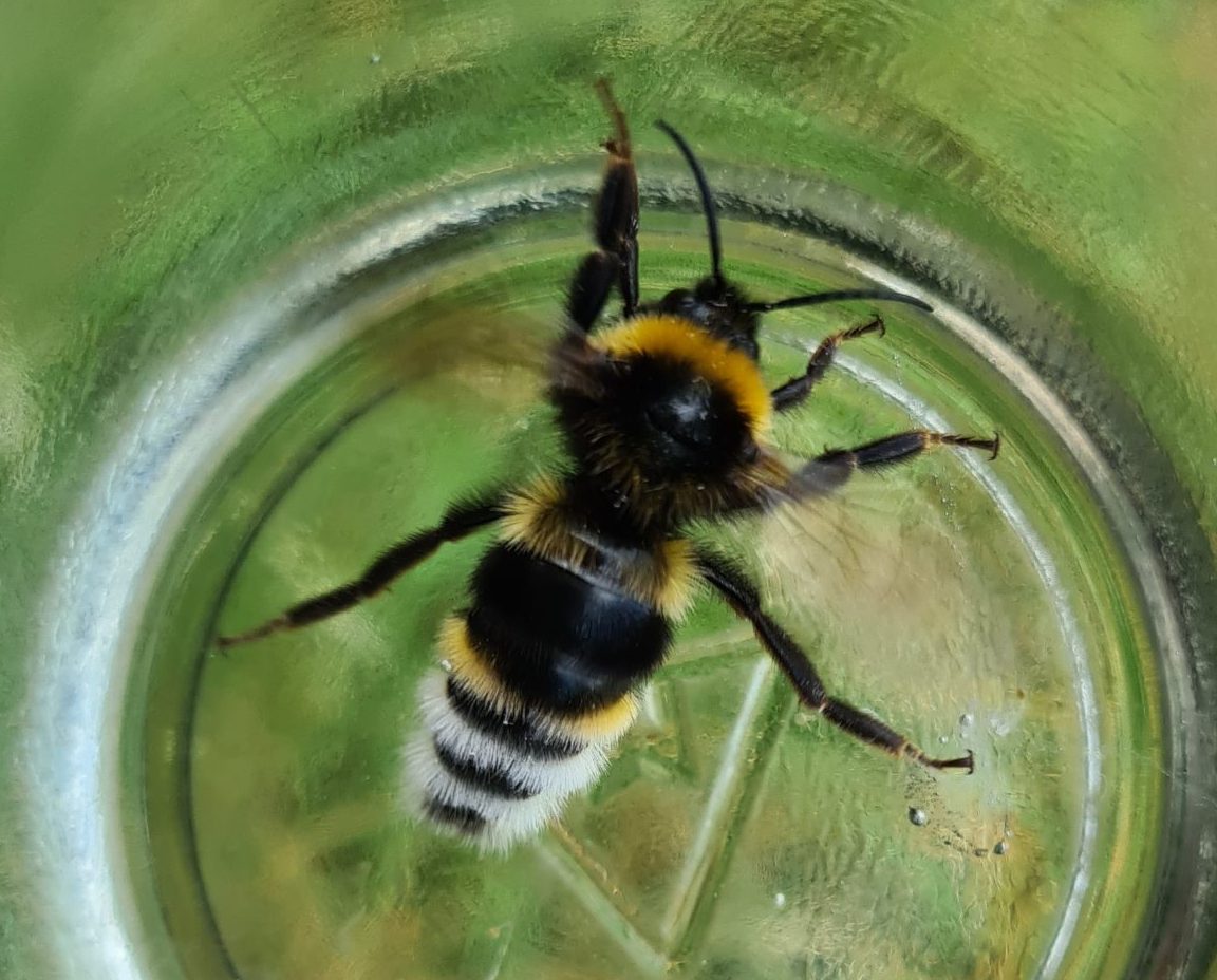 Čmeláci PLUS - Pačmelák panenský (Bombus vestalis) - samec (male) - Ondřej Hercog 2021 07 25