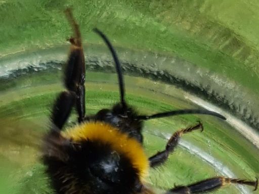 Čmeláci PLUS - Pačmelák panenský (Bombus vestalis) - samec (male)- tykadla Ondřej Hercog 2021 07 25