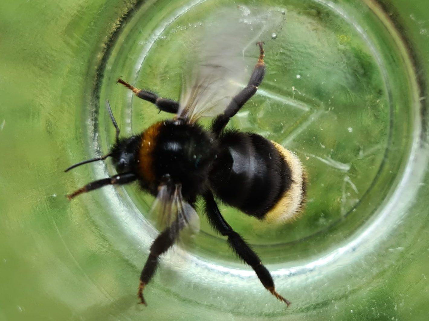 Čmeláci PLUS - Pačmelák panenský (Bombus vestalis) - samice (female) - O. Hercog - 2021 08 01