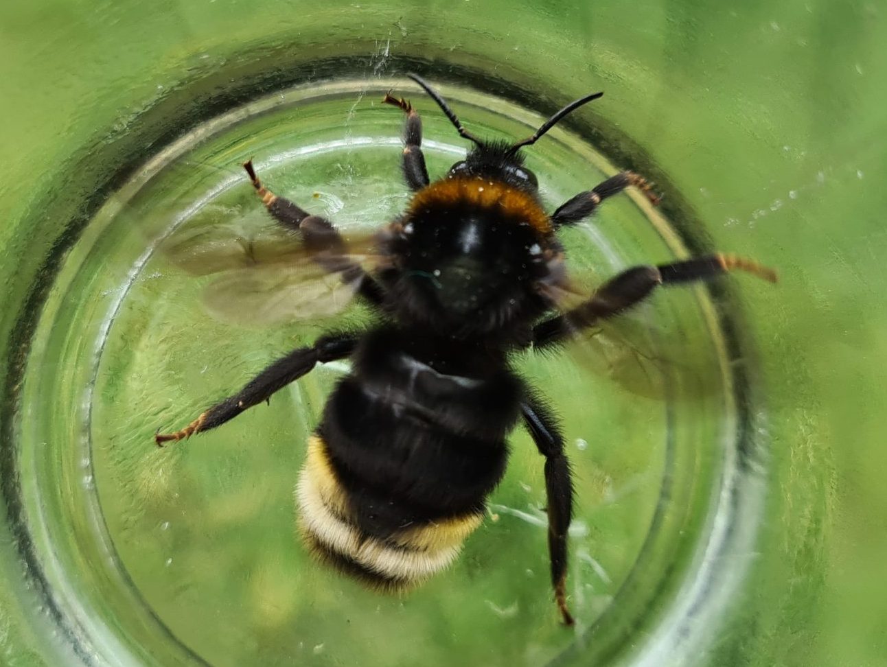 Čmeláci PLUS - Pačmelák panenský (Bombus vestalis) - samice (female) - O. Hercog - 2021 08 01