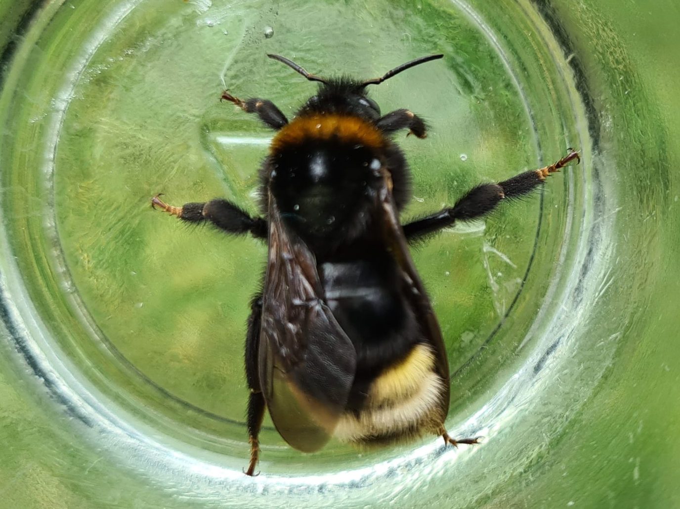 Čmeláci PLUS - Pačmelák panenský (Bombus vestalis) - samice (female) - O. Hercog - 2021 08 01